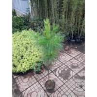 CÂY GIỐNG THÔNG 3 LÁ ĐANG BUNG NHÁNH CAO 1,5 M NHƯ HÌNH [ BẦU TO ] [ GIAO NHANH VS FREESHIP +