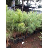 CÂY GIỐNG THÔNG 3 LÁ ĐANG BUNG NHÁNH CAO 2M NHƯ HÌNH [ BẦU TO KHỔNG LỒ ] [ GHN)