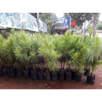 CÂY GIỐNG THÔNG 5 LÁ ĐANG BUNG NHÁNH CAO 2M NHƯ HÌNH [ BẦU TO KHỔNG LỒ ] [ MỚI ]