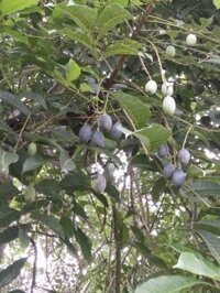cây giống trám đen siêu quả + Tặng 02 cây nhót ngọt