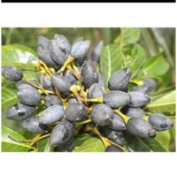 Cây giống trám đen