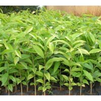 Cây giống Trầm Hương bầu to[ Cây cao, khỏe tốt, sinh trưởng nhanh ]. [RẺ HƠN HOÀN TIỀN] _)