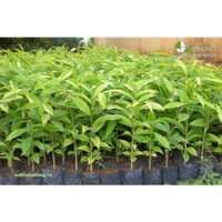 Cây giống Trầm Hương [ Trồng lấy gỗ hoặc kinh tế, cây khỏe, sinh trưởng tốt ].
