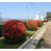 CÂY giống TRANG ĐỎ - HOA MẪU ĐƠN [ CÂY PHONG THỦY, CÔNG TRÌNH, LÀM CẢNH ] [ GIỐNG CHUẨN ]