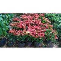 CÂY giống TRANG ĐỎ - HOA MẪU ĐƠN [ CÂY PHONG THỦY, CÔNG TRÌNH, LÀM CẢNH ] [Voucher Xtra+Freeship Xtra]