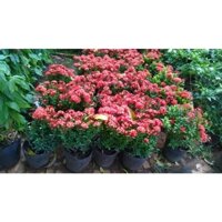 CÂY giống TRANG ĐỎ - HOA MẪU ĐƠN [ CÂY PHONG THỦY, CÔNG TRÌNH, LÀM CẢNH ] [ MỚI ]