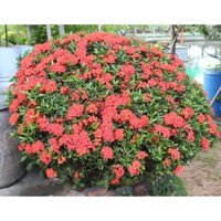 CÂY giống TRANG ĐỎ - HOA MẪU ĐƠN [ CÂY PHONG THỦY, CÔNG TRÌNH, LÀM CẢNH ]