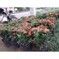 CÂY giống TRANG - HOA MẪU ĐƠN [ CÂY PHONG THỦY, CÔNG TRÌNH, LÀM CẢNH ] [J&T Express] [freeship extra shopee ]