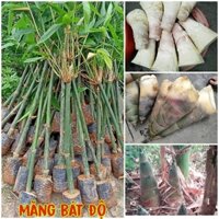 CÂY GIỐNG TRE lấy măng TRE BÁT ĐỘ..