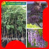 Cây giống TỬ ĐẰNG, giống cây thân gỗ có dây leo, hoa nở quanh năm -94@