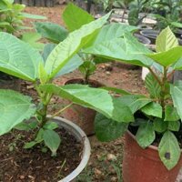 Cây giống vả Huế, vả mật.