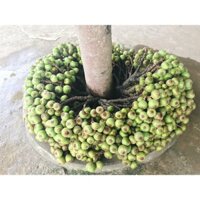 Cây Giống Vả Mật Xanh, Ngoã Mật (CÂY GIỐNG ANM LONG )