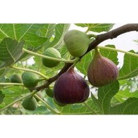 Cây Giống Vả mật xanh, ngoã mật (vả rừng) chuẩn giống (phuongboutiquedk)