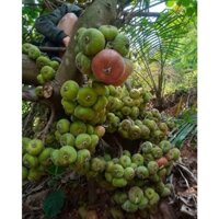 Cây Giống Vả mật xanh, ngoã mật vả rừng - cây dễ trồng - siêu trái