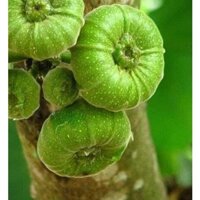 Cây Giống Vả mật xanh, ngoã mật (vả rừng)