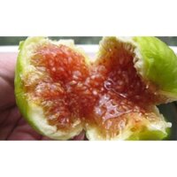 Cây Giống Vả mật xanh (vả Rừng)