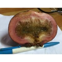 Cây giống Vả mật