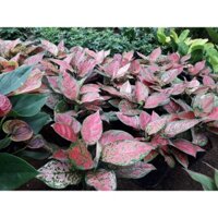 CÂY GIỐNG VẠN LỘC [ CÂY PHONG THỦY TỐT VS ĐẸP NHƯ HÌNH ] &