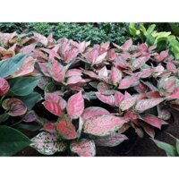 CÂY GIỐNG VẠN LỘC [ CÂY PHONG THỦY TỐT VS ĐẸP NHƯ HÌNH ] _)