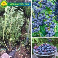 Cây giống việt quất Sẵn Quả về đúng 100 cây Blueberry lùn tứ quý, ra hoa, ra trái 4 mùa