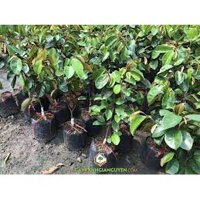 Cây giống Vú sữa Bơ Hồng. [ Cam kết 100% giống chuẩn, cây sinh trưởng tốt ].