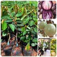 Cây giống Vú Sữa Bơ Hồng ( siêu sớm). (Freeship Xtra, Voucher Xtra +)