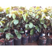 Cây giống Vú Sữa Bơ Hồng. [ Bầu to, cây khỏe đẹp sinh trưởng tốt ] (frEEship Xtra Plus+)