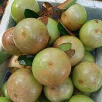 Cây giống vú sữa bơ hồng - Giống cây giá trị kinh tế cao