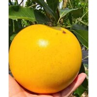 Cây giống vú sữa hoàng kim