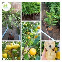 Cây giống vú sữa hoàng kim