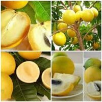 Cây giống vú sữa hoàng kim