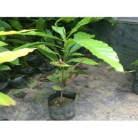 Cây giống Vú sữa hoàng kim chuẩn giống F1