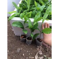 CÂY GIỐNG VÚ SỮA HOÀNG KIM