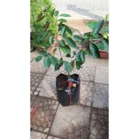 Cây giống vú sữa lò rèn,vú sữa tím