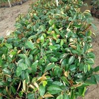 Cây giống vú sữa tím lò rèn quả to ít hạt vị thơm ngọt (phuongboutiquedk)