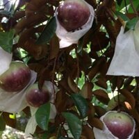 CÂY GIỐNG VÚ SỮA TÍM LÙN TỨ QUÝ