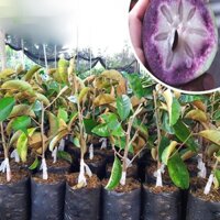 Cây giống vú sữa tím mica