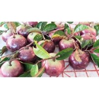 cây giống vú sữa tím mika (2 năm kết trái) Sản phẩm có bảo hành