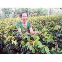 cây giống vú sữa tím mika (2 năm kết trái) (uacjmk)