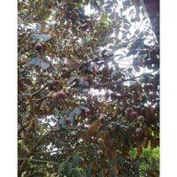 Cây GIống Vú Sữa Tím Mika (2 năm kết trái)