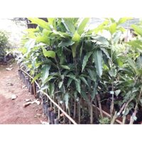 Cây giống Xoài Cát Chu Cao Lãnh CAO HƠN 1M [ Cây ghép siêu  sớm ]. (frEEship Xtra Plus+)