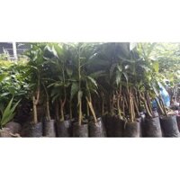 cây giống xoài cát hòa lộc - Khu vườn xinh 689, Freeship extra+