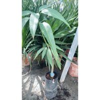 Cây Giống Xoài Cát Hòa Lộc