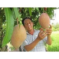 CÂY GIỐNG XOÀI CÁT HỒNG GHÉP CHO TRÁI SỚM 18 THÁNG CHO QUẢ)