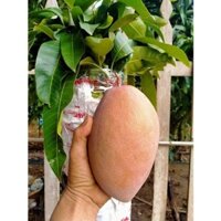 cây giống xoài cát hồng khổng lồ ( cây ghép - siêu sớm trái )