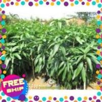 cây giống XOÀI ĐÀI LOAN - Giống chuẩn F1 - Siêu sai quả ngon, ngọt + Tặng 02 cây nhót ngọt