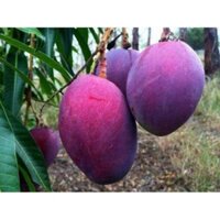 Cây giống Xoài Đài Loan Đỏ  ( Xoài Ngọc Vân ). [ CÂY GHÉPđẹPcao như Hình  CHO TRÁI SỚM ]FREeShip Extra + XU ExTrA plus ]