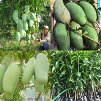 CÂY GIỐNG XOÀI ĐÀI LOAN KJHG ( era town duc khai)