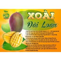 CÂY GIỐNG XOÀI ĐÀI LOAN XANH .[ CÂY ĐẸP CAO HƠN 1M , GHÉP CHO QUẢ SỚM ] ..