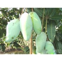 Cây giống xoài đài loan